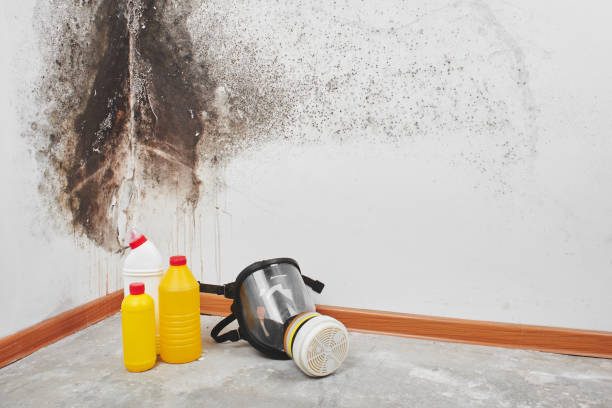 Best Mold Damage Repair  in Plover, WI