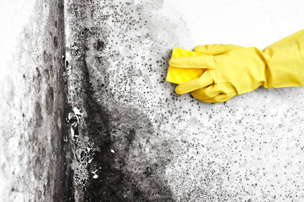 Best Mold Cleaning Services  in Plover, WI