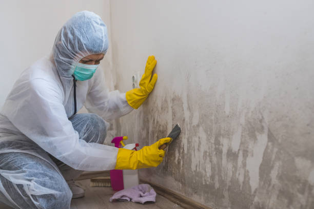 Best Professional Mold Removal  in Plover, WI