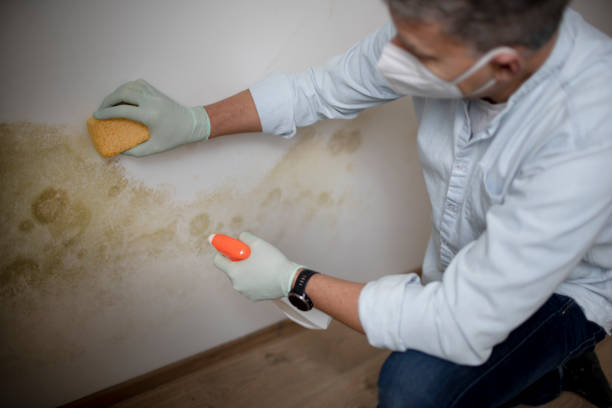 Best Mold Removal Company Near Me  in Plover, WI