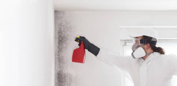 Plover, WI Mold Removal Company