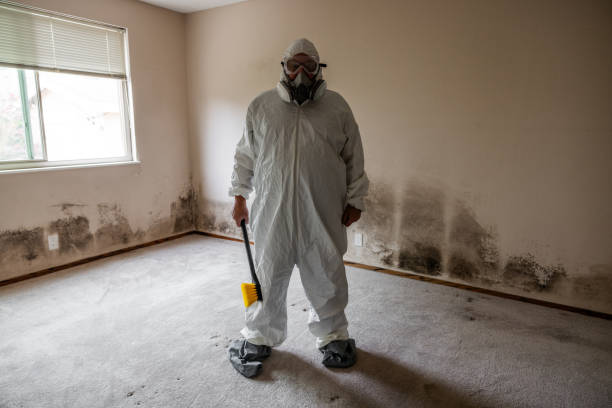 Best Local Mold Removal Service  in Plover, WI