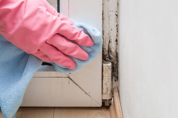 Best Attic Mold Removal  in Plover, WI